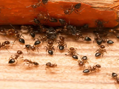 FLEAS AND ANTS