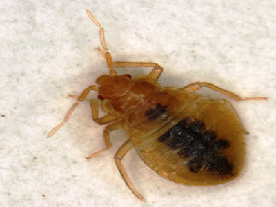 BEDBUGS