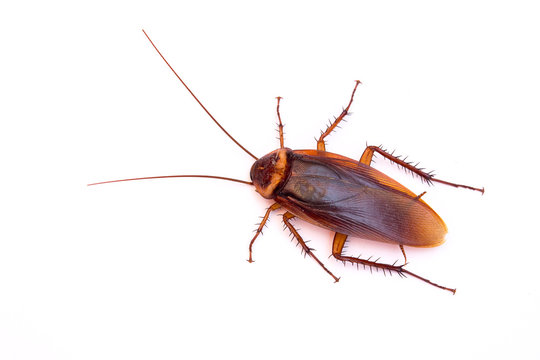 COCKROACH CONTROL