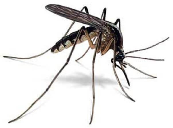MOSQUITO CONTROL