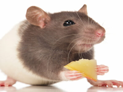 RODENT EXTERMINATION