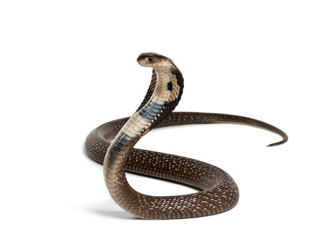 SNAKES PREVENTION